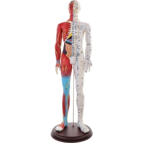Muscular System Model, 24” Human Muscles Anatomy Model Displaying Superficial