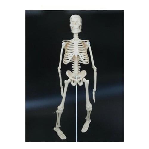 45cm Human Skeleton Model Anatomical Skeleton with Stand, Removable and Movable Parts for Anatomy Teaching and Studying