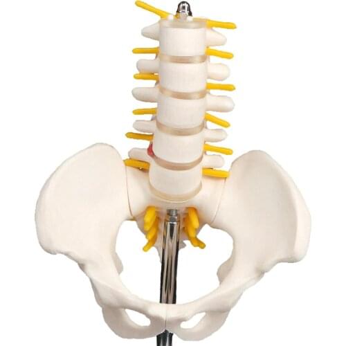 Half Size Pelvis With 5 Pieces Lumbar Vertebrae Anatomy Teaching Model Teaching Training Aid