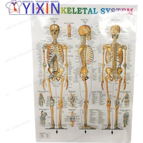 The Poster of Human Anatomy Skeleton Model for Doctor-Patient Communication Medical Students Learning Nurse Training