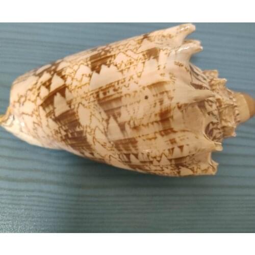 Natural big Conch Shells Conch Corn Screw Wall Decoration DIY Aquarium Landscape Seashells Crafts/party Decor