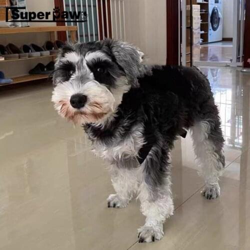 PU Leather Pet Dog Adjustable Backpack Bag Harness Bags For Small Medium Dogs Puppy Schnauzer French Bulldog Pug Corgi GKB02