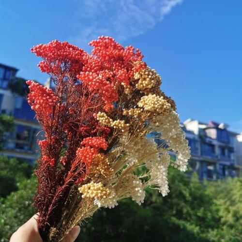 40g/lot,Natural Fresh Mi flowers,Immortal Dried flower Bouquet For Wedding Party Home Decoration accessories,display flowers