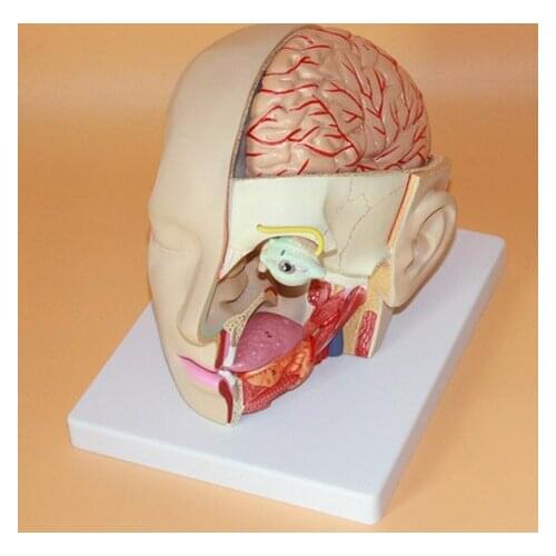 Head brain cerebral artery anatomy brain model medical neurological cerebrovascular model