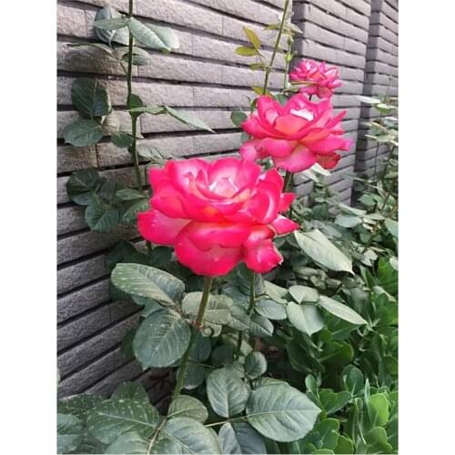 5D Diy Diamond Painting Diamond Mosaic Diamond Embroidery Cross Stitch Mosaic Painting Red Rose Photo Gift Handmade Decorations