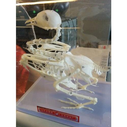 Pogeon skeletal specimens pigeon skeleton model educational equipment teaching model
