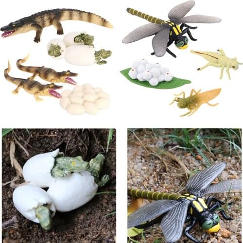 Early Educational Kids Realistic Animals Growth Cycle Figure Toy Playset