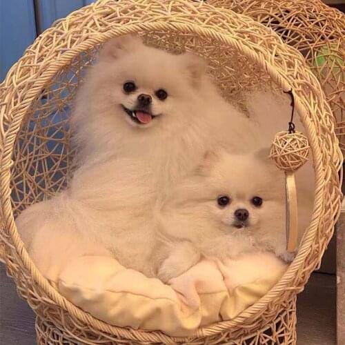 Four Seasons Universal Large Rattan Pet Bed Removable and Washable Natural Environmental Protection Knot Real Scratch Resistant