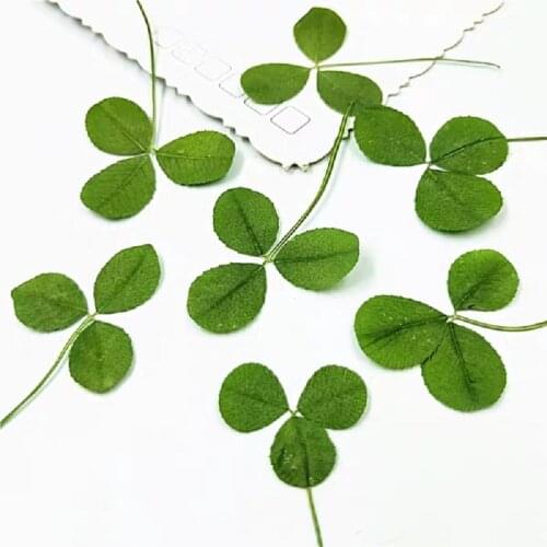 120pcs Pressed Dried Flower Whitetip Clover Plant Herbarium For Jewelry Postcard Invitation Card Phone Case Bookmark DIY