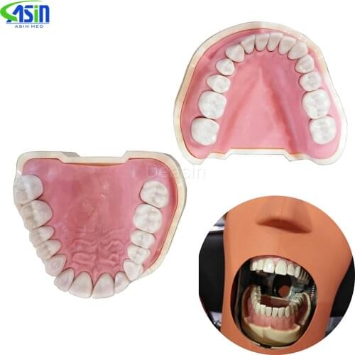 Dental Soft Gum Teeth Model Removable 28pc/32pc Teeth NISSIN 200 KAVO head model Compatible dentist teaching learning