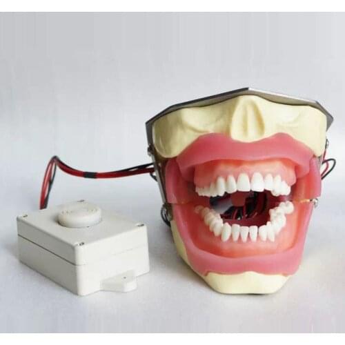 Dental Anesthesia Extraction Model with Buzzer for Students Practice