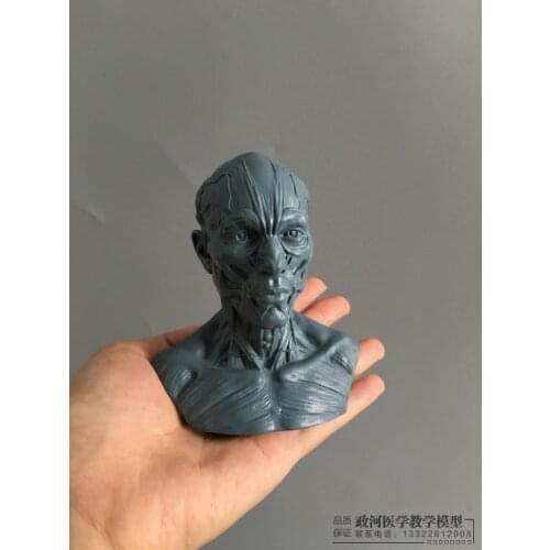 1: 3 Art Painting Human Body Skeleton Head model Sculpture Skull Half-bust model
