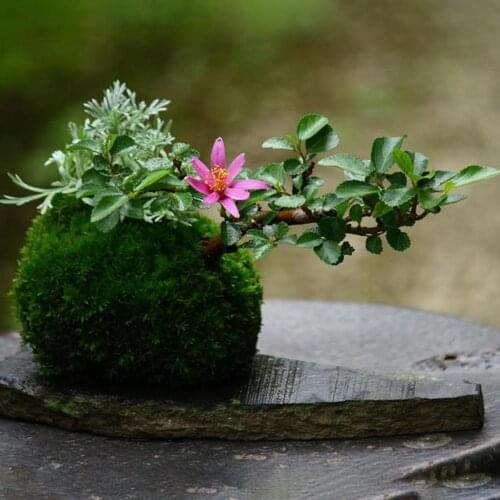Succulent Flowerpot Moss Home Furnishing Pots Moss Vase Micro Landscape Gardening Moss Ball Pot DIY Material Home Decoration