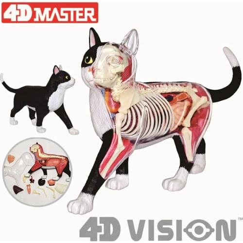 4D black and white cat Intelligence Assembling Toy Animal Organ Anatomy Model Medical Teaching DIY Popular Science Appliances