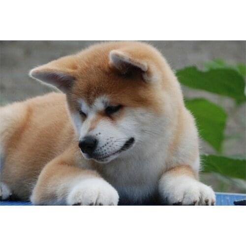 LI LOYE New DIY Diamond Painting Cute Akita dog icon 5D Diamond Embroidery All mosaic Craft decoration Needlework gift FZ542