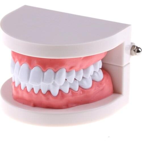 Tooth Model Soft Gums for 28 teeth Dental Early Childhood Teaching Model The Teaching Model Of Oral Teeth In Children