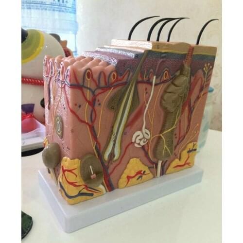 50x magnification skin model，Skin tissue model，Hair follicle magnification model