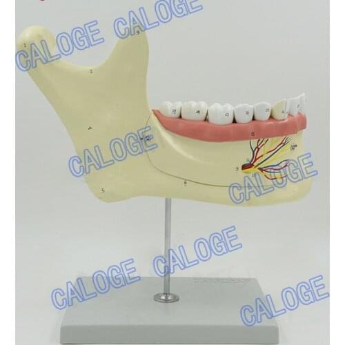 Free shipping&Medical anatomy model of mandible, dentition model of mandibular nerve, stomatology, dental anatomy teaching AIDS