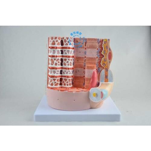 Free shipping& skeletal muscle fiber model for Advanced 3B process,Structure model of skeletal fibers,Medical anatomy model