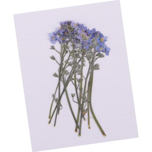 10 PCS Pressed Flowers Dried Flower Forget-me-not Floral Crafts Phone Case Pressed Flowers DIY Scrapbooking Album Frame Decor