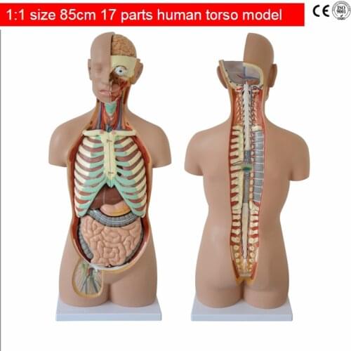 Free shipping&1:1 size 85cm human torso model 17 parts.organs anatomical.Viscus Structure of human body.medical anatomical model