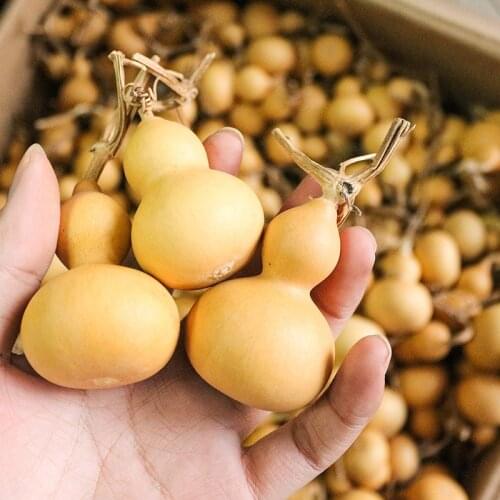 20pieces Dried Gourds Lagenaria siceraria bottle gourd calabash cucurbit