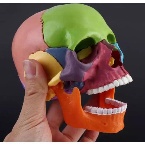 15pcs/set 4D Disassembled Anatomical Model Skull Color Detachable Medical Teaching Tool