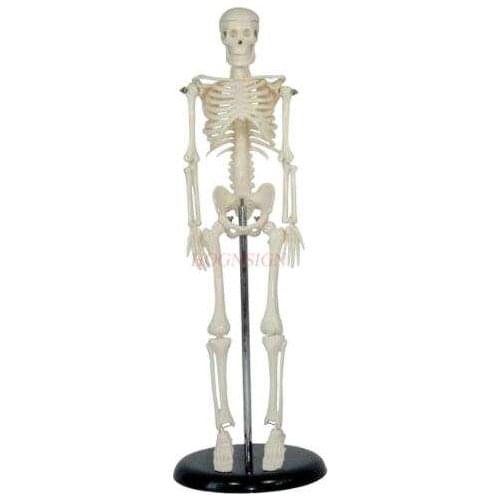 45cm Human Body Skeleton Model Skeleton Anatomy Structure Spine Skull Head Joint Activity Teaching Mould