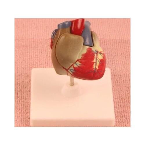 Human Cardiac anatomy model Science teaching