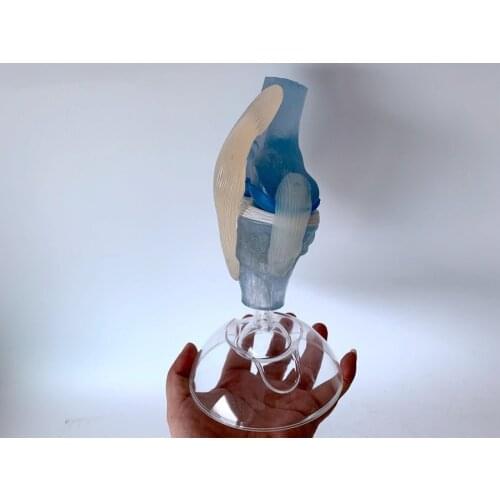 Transparent Human Knee Joint with Ligament Function Demonstration Model Teaching Aids Manikin