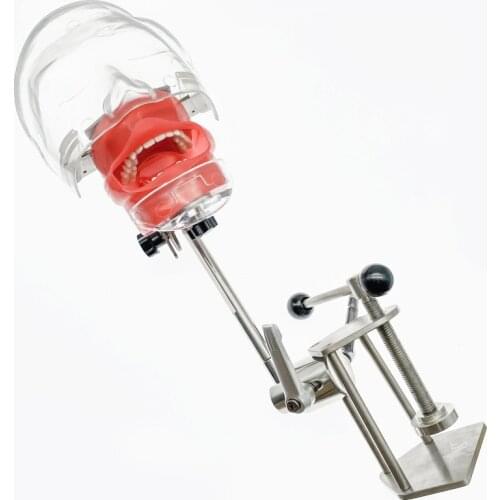 Dental Simulator Manikin Phantom With New Style Bench Mount Dental Models For Dentist Teaching Model