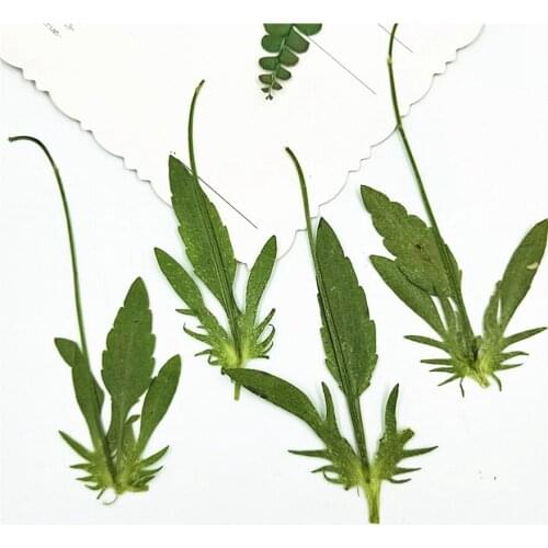 120pcs Pressed Dried Pansy Leaf with Stem For Epoxy Resin Pendant Necklace Jewelry Making Craft DIY Accessories