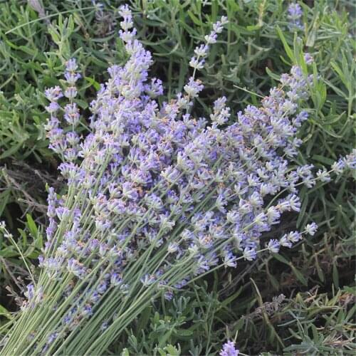 100g/Lot Lavender Natural Dried Flowers Bouquet For Wedding Party Garden Living Room Decor DIY Immortal Flower Lasting Fragrance