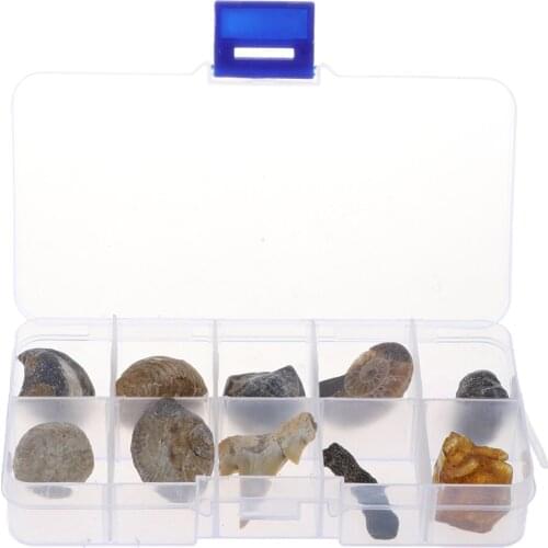 Pack of 10 Fossils & Mineral Specimens Collection Kit, Biology Science Educational Toy for Kids