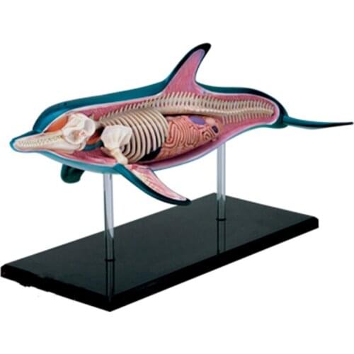 Puzzle assembling toy simulation animal biology dolphin organ anatomy medical teaching model