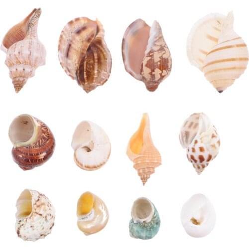 12pcs Natural Shell Conch Hermit Crab Roll Shellfish Shell Fish Tank Home Crafts Decoration Conch Ornament