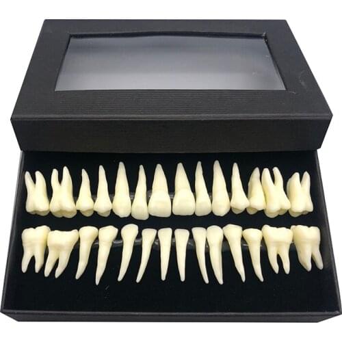 28 models teaching oral explanation materials dental oral monochrome permanent tooth model with root simulated tooth model