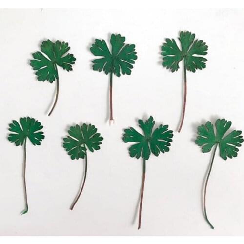 60pcs Pressed Dried Centella Asiatica Extract Leaves Plants Herbarium For Jewelry Pendant Bracelet Earrings Making Accessories