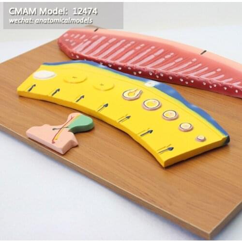 CMAM/12474 Periodic Changes of Female Hormones and Internal Layer of Uterus , Genitourinary Medical Teaching Anatomical Model