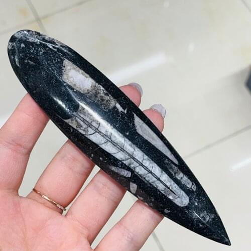 Natural Polished Right Angle Stone Fossil Specimen Ocean Animal Madagascar Original Mineral