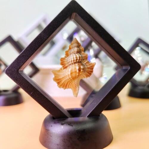 Natural Conch Shell Desktop Decoration Gift Collection Shooting Props Teaching Specimen