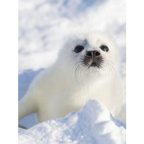 Full 5D Diy Diamond Painting White Seal Snow Square Round Diamond Embroidery Cross Stitch Animal Home Decoration