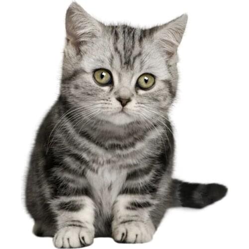 S50234# 13CM/15CM/17CM Personality PVC Decal Cute Cat V5 Waterproof Car Sticker on Motorcycle Laptop Decorative Accessories