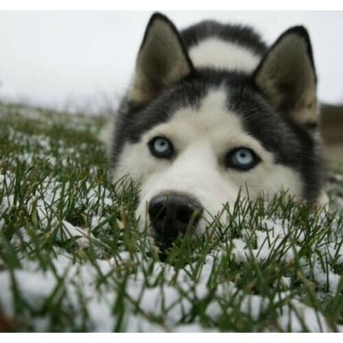 Evershine Diamond Painting Dogs 5D Full Square Drill Cross Stitch Embroidery Animals Crystal Mosaic Full Layout Decoration Home