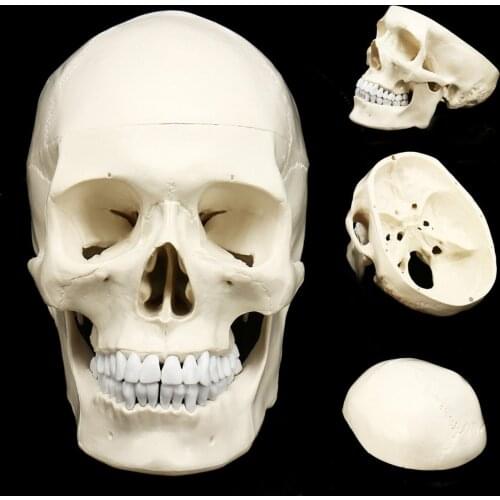 Skull Model of Human Head Anatomical Model Medicine Skull Human Anatomical Anatomy Head Studying Anatomy Teaching Supplies