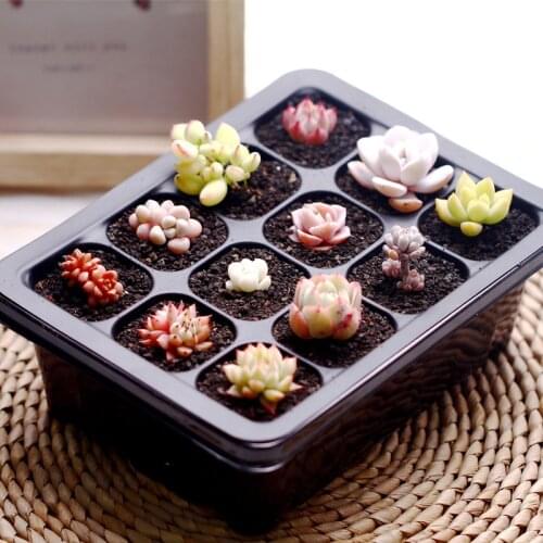 5 Sets Seed Trays Plant Germination Kit Grow Starting Durable Plastic with Humidity Dome and Base 60 Cells Nursery Pots bonsai