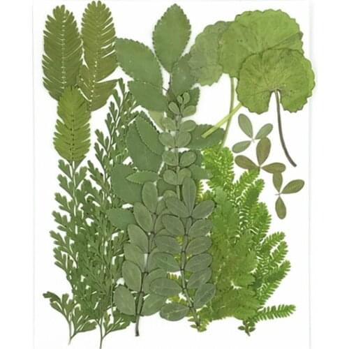 21pcs/bag,Nature Pressed leaves mixed package,Real plant for DIY Art Craft Bookmark Wedding invitation Gift card Decoration