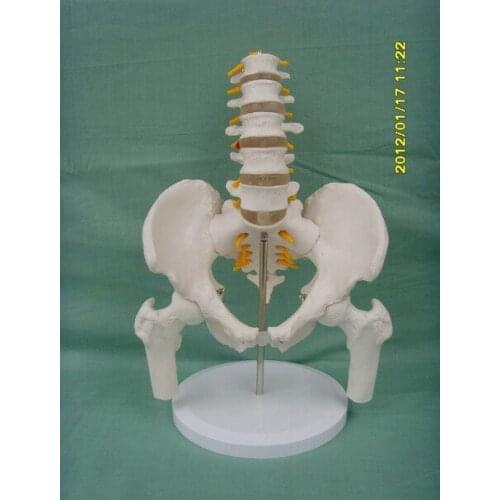 1:1 Life Size Male Pelvis with Five Lumbar Vertebrae Femur hip tibia coccyx Medical Anatomical Teaching Skeleton Model