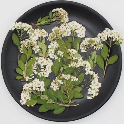 60pcs Dried Pressed Natural Color Spiraea Flower Stalk Plants Herbarium For Jewelry Postcard Bookmark Phone Case DIY Decoration