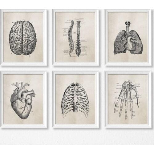 Human Organs Anatomy Lung Brain Heart Living Room Decorative Painting Hospital Clinic School Hanging Painting Wall Canvas Art